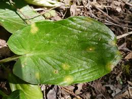 Attēlu rezultāti vaicājumam “Puccinia sessilis”