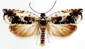 Attēlu rezultāti vaicājumam “Ancylis laetana”