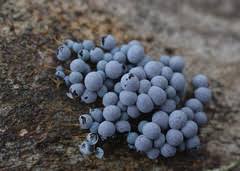 Attēlu rezultāti vaicājumam “Badhamia melanospora”