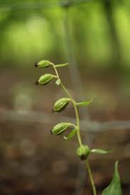 Attēlu rezultāti vaicājumam “Epipactis helleborine fruit”