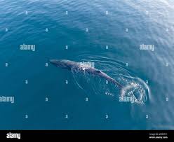 Image result for Balaenoptera omurai