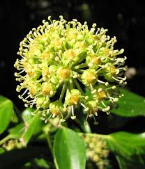 Attēlu rezultāti vaicājumam “Hedera helix  flower”