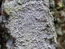 Attēlu rezultāti vaicājumam “Lecanactis abietina”