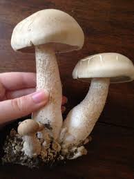 Image result for macrocybe titans