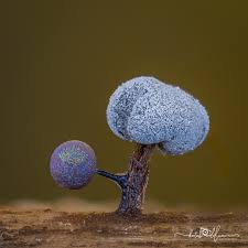 Attēlu rezultāti vaicājumam “Lamproderma violaceum macro”