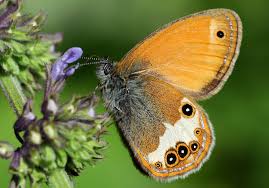 Attēlu rezultāti vaicājumam “Coenonympha arcania underside”