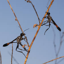 Attēlu rezultāti vaicājumam “Ammophila sp.”