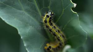 Attēlu rezultāti vaicājumam “Pieris brassicae larva”