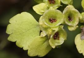 Attēlu rezultāti vaicājumam “Chrysosplenium alternifolium fruit”