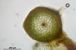 Attēlu rezultāti vaicājumam “Warnstorfia exannulata”