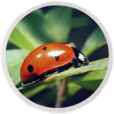 Attēlu rezultāti vaicājumam “Coccinella septempunctata”