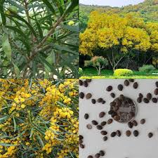 Attēlu rezultāti vaicājumam “Aphis confusa”