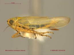 Attēlu rezultāti vaicājumam “Macrosteles nymph”