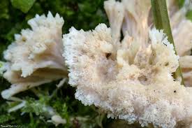 Attēlu rezultāti vaicājumam “Sebacina incrustans”