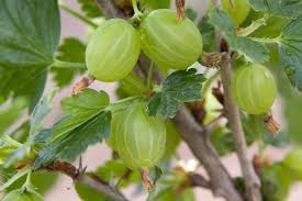 Attēlu rezultāti vaicājumam “Ribes uva-crispa”