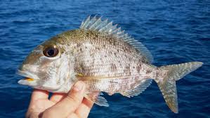 Image result for Calamus bajonado