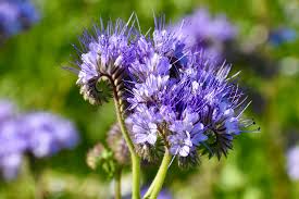 Attēlu rezultāti vaicājumam “Phacelia tanacetifolia flower”