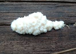 Attēlu rezultāti vaicājumam “Brefeldia maxima young”