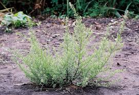 Image result for Chenopodium ambrosioides