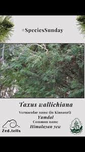 Attēlu rezultāti vaicājumam “Taxus wallichiana”