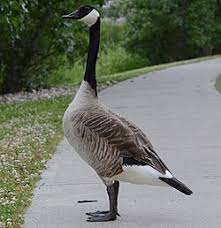 Attēlu rezultāti vaicājumam “Branta canadensis”