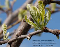 Attēlu rezultāti vaicājumam “Gymnocladus dioicus bud”