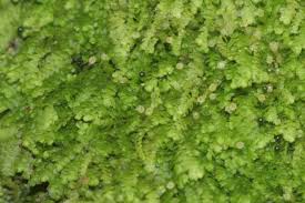 Attēlu rezultāti vaicājumam “Lejeunea cavifolia”