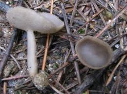 Attēlu rezultāti vaicājumam “Helvella macropus”