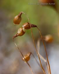 Attēlu rezultāti vaicājumam “Leptobryum pyriforme”