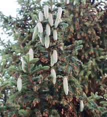 Attēlu rezultāti vaicājumam “Picea abies fo. virgata fruit”