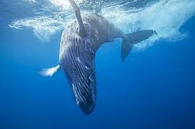 Image result for Megaptera novaeangliae