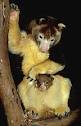Tree Kangaroo Species