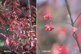 Attēlu rezultāti vaicājumam “Euonymus europaeus bud”