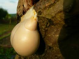 Attēlu rezultāti vaicājumam “Lycogala flavofuscum”