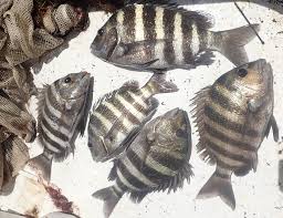 Image result for Archosargus rhomboidalis