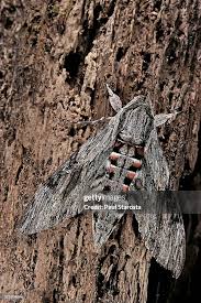 Attēlu rezultāti vaicājumam “Agrius convolvuli”