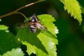 Attēlu rezultāti vaicājumam “Sericomyia lappona”