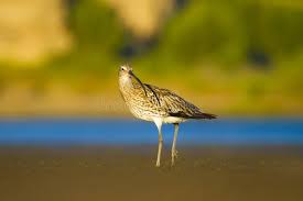 Attēlu rezultāti vaicājumam “Numenius arquata”