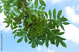 Attēlu rezultāti vaicājumam “Fraxinus excelsior fruit”