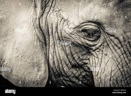 Image result for sad elephant