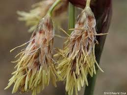 Attēlu rezultāti vaicājumam “Eriophorum angustifolium flower”