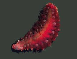 Attēlu rezultāti vaicājumam “Tubifera magna macro”