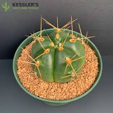Image result for Gymnocalycium