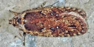 Attēlu rezultāti vaicājumam “Agonopterix ciliella”