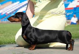 Attēlu rezultāti vaicājumam “Didymium proximum”