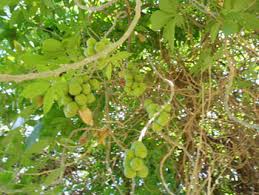 Attēlu rezultāti vaicājumam “Listera ovata fruit”