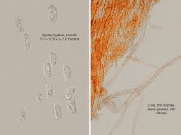 Attēlu rezultāti vaicājumam “Exidia thuretiana”