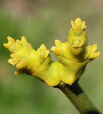 Attēlu rezultāti vaicājumam “Viscum album female flower”