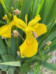 Attēlu rezultāti vaicājumam “Iris pseudacorus flower”