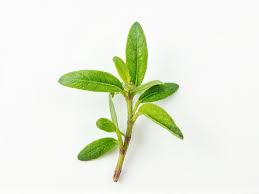 Attēlu rezultāti vaicājumam “Thymus serpyllum leaf”